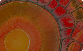 Clinical Evidence Summary - Immune Health & The PB-VIR™ Probiotic Strain
